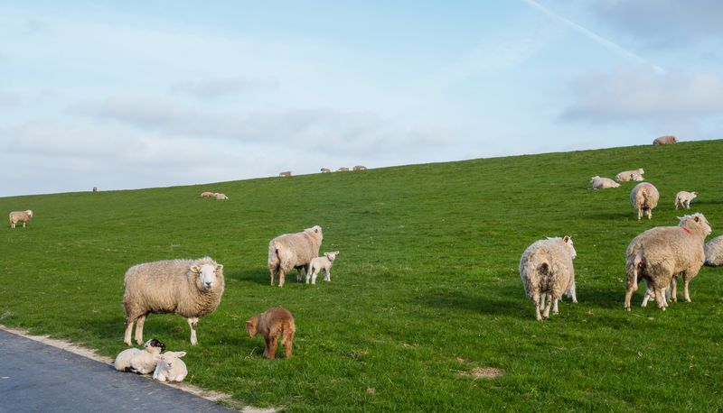 Angelurlaub in Dänemark